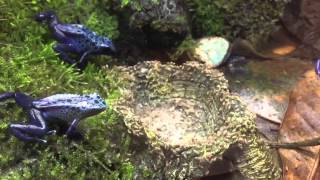 Azureus Poison Dart Frogs [upl. by Reltuc]