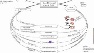 Blood Pressure and Isotonic Fluid [upl. by Bennett]