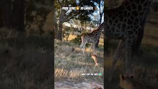 Giraffe Kicks incapacitated Lion wildlife [upl. by Sher352]