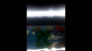 Acquario 80 LT con scalari e guppy [upl. by Anerbas]