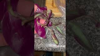 Trying to Save Tradescantia zebrina BKA Silver Inch Plant [upl. by Zehc]