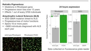 Fluorescent Live Cell Stress Assay [upl. by Leverick]