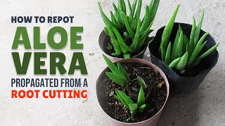 How To Repot Aloe Vera Propagated From A Root Cutting [upl. by Ahsekel]