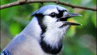 Exceptional Blue Jay Calls [upl. by Ellynad]