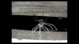 Spider Opiliones [upl. by Uba799]