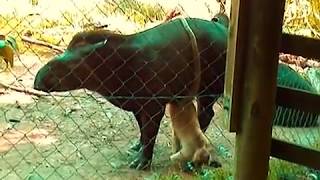 Monkey Has His Way With A Tapir InterSpecies Love [upl. by Reifel]