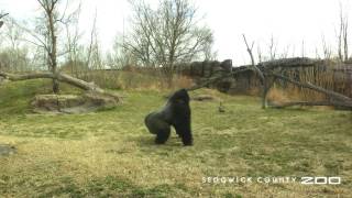 Gorilla vs Goose Round 2 [upl. by Alleira]