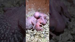 Mashallah cute family 🥰🥰 love arabic music birds birdslover [upl. by Airalav]