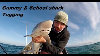 Gummy shark amp School shark tagging solo [upl. by Ahsinyd113]