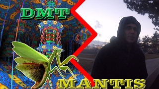 DMT Trip Report Series The Praying Mantis Archetype Ep 3 [upl. by Sane]