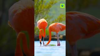 Flamingos Color Transformation [upl. by Galanti]