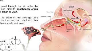 The Vomeronasal Organ Pheromones amp Mating Behavior [upl. by Zachariah]