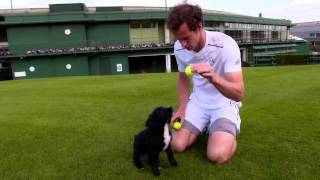 Andy Murray meets puppies in training [upl. by Lipfert643]