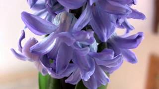 Beautiful Bluebell Hyacinth grown in a tin [upl. by Peirce]