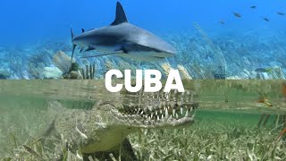 Diving Jardines de la Reina in CUBA 4K [upl. by Susanna]