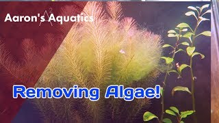 🦐 Removing Algae From A Shrimp Tank 🦐 [upl. by Nnainot]