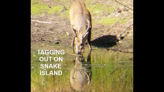 Snake Island Hog Deer Hunt  Australia [upl. by Refotsirhc]