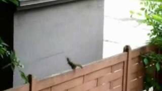 Squirrel Jump FAIL [upl. by Armilla]