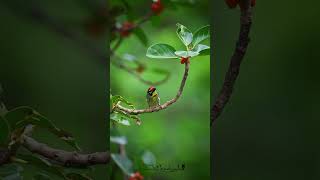 Copper Smith Barbet [upl. by Anglo]