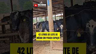 42 litros de leite de média em pouco espaço agro fazenda pecuaria agropecuaria minasgerais [upl. by Kalli]