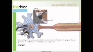 Biodoen  impulsgeleiding 1 van 5 [upl. by Stanislas892]