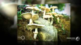 Termitomyces clypeatus  fungi kingdom [upl. by Olocin]