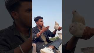 Kabuter ka sacha pyar ☠️🕊️👀petlovers pigeon shortfeed yt viralvideo spkabuterclub 😅🙏 [upl. by Lester]