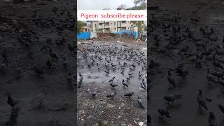 pigeon gating food दाना चुंगते हुए कबूतर KR jaiswar [upl. by Asyal834]