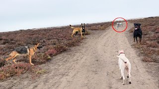 Dogo Argentino Akiles es confrontado por Rottweiler y Dogo cachorro  caminata [upl. by Tavish784]