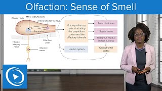 Olfaction Sense of Smell – Physiology  Lecturio Nursing [upl. by Snevets]