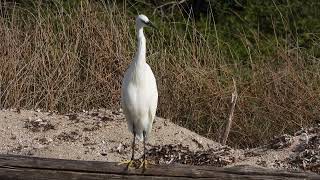 Little Egret Garzetta Egretta garzetta [upl. by Llednov]