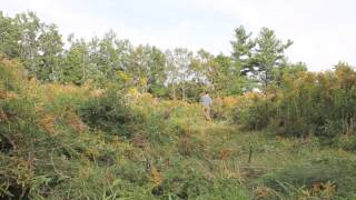 American Scythe Goldenrod Mowing [upl. by Toll]