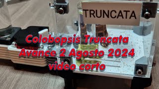 Colobopsis Truncata Avance 2 agosto 2024 [upl. by Drice]