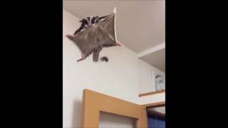 Flying Lemur Inside the House Amazing [upl. by Anirrok]