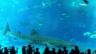 Whale Shark pops a boner at Churaumi Aquarium Okinawa [upl. by Palmore]