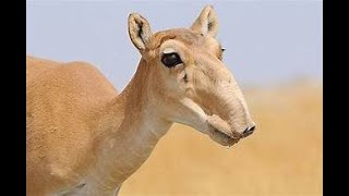 The saiga antelope [upl. by Aifas]