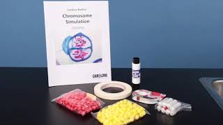 Chromosome Simulation Kit [upl. by Duleba233]