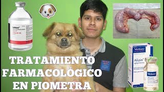 Tratamiento farmacológico en piometra canina ¿Qué fármacos se usan  Las bestias de George [upl. by Karel]