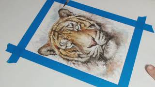 Watercolor Tiger Time Lapse by Cloudeddreams [upl. by Niwre]