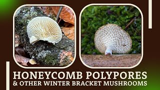 Wonders of winter Honeycomb polypores amp Gilled polypores [upl. by Acyssej]