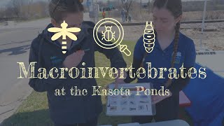 Macroinvertebrates and Water Quality in the Kasota Ponds Wetlands [upl. by Anwahsiek838]