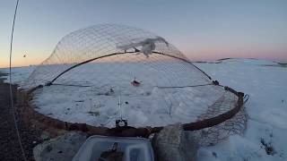 Capture et relâche de Harfangs des neiges à laéroport MontréalTrudeau [upl. by Nyvar]