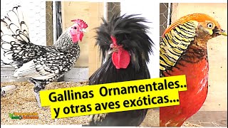 GALLINAS ORNAMENTALES Y OTRAS AVES EXOTICAS [upl. by Aniroz569]