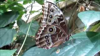 quotSchmetterlinge in der BiosphärePotsdamquot Ein Video von Karin und Wolfgang Schmökel [upl. by Duma453]