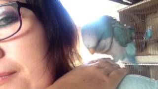 Cuddliest quaker parrot [upl. by Shuping531]