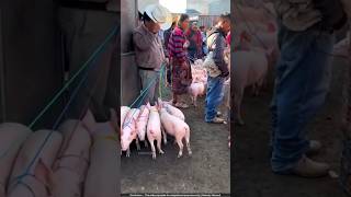 खेतों से सूअर भगाने का अनोखा तरीका 😨 pig farming [upl. by Allenrac]