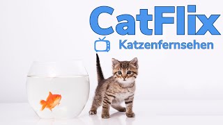 Katzenfernsehen Aquarium  Video für Katzen zur Unterhaltung  Fische im TV für Katzen  Catflix [upl. by Nodnarb860]