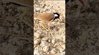 Red wattled lapwing hatching baby [upl. by Ellimaj]