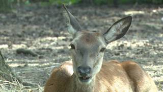 Edelhert Safaripark Beekse Bergen [upl. by Button1]