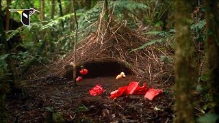 He Delivers Flowers Vogelkop Bowerbird [upl. by Cassady828]